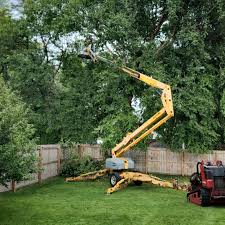 Best Tree Removal Services  in Fruit Heights, UT